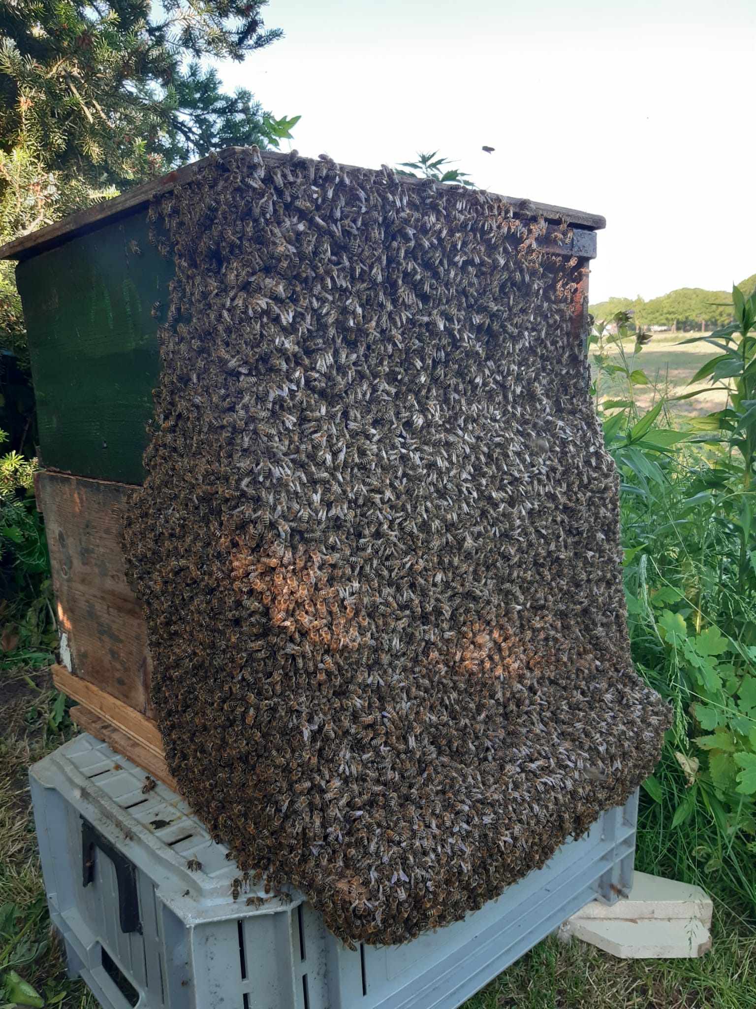 Zwermen bijen verwijderen Esch omgeving