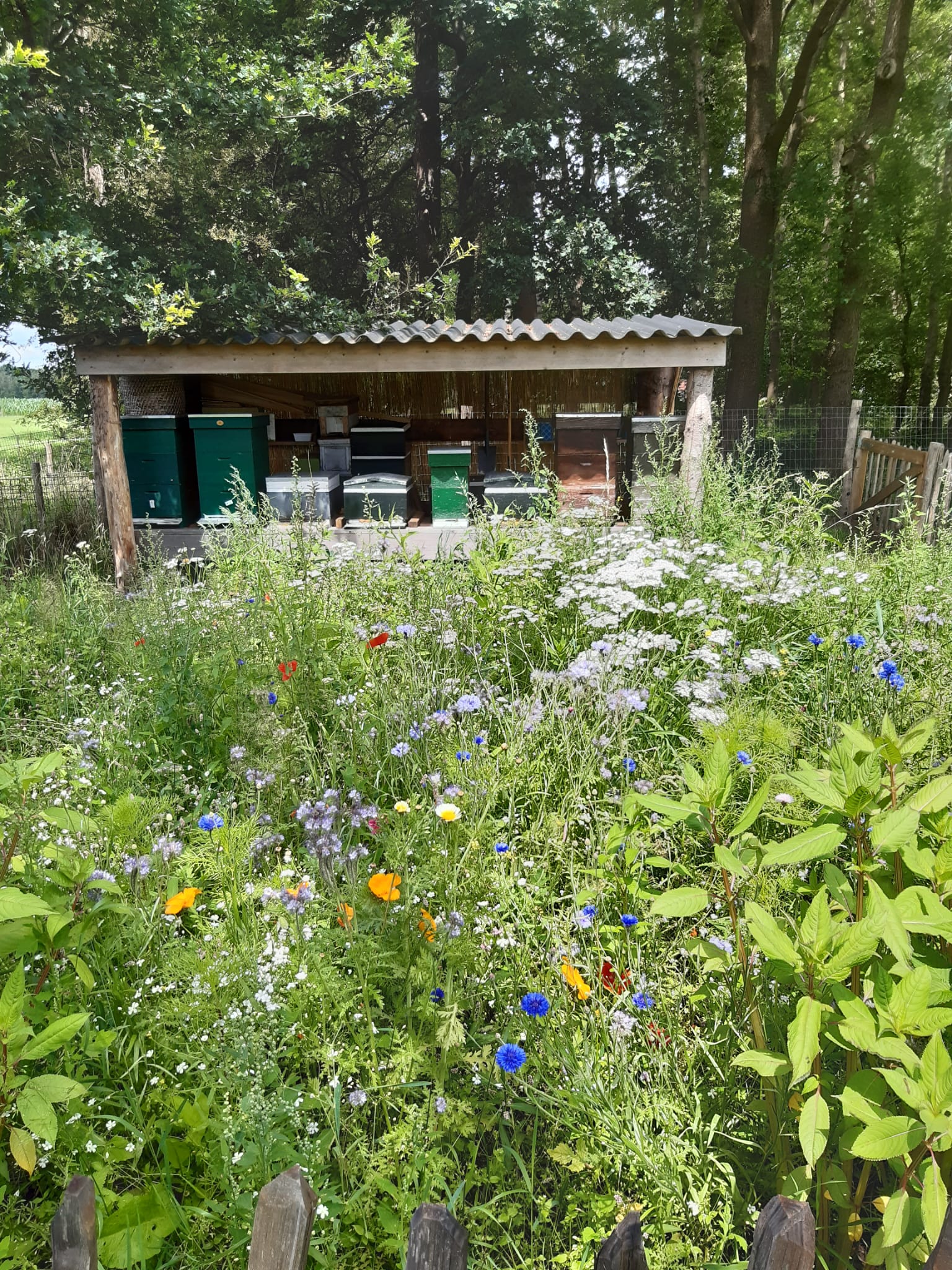 Bestrijding azatische hoornaar, wespennest, bijen Boxtel, Esch en omstreken
