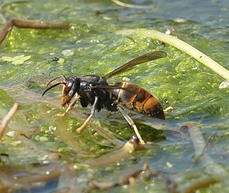 aziatische hoornaarsnesten Esch