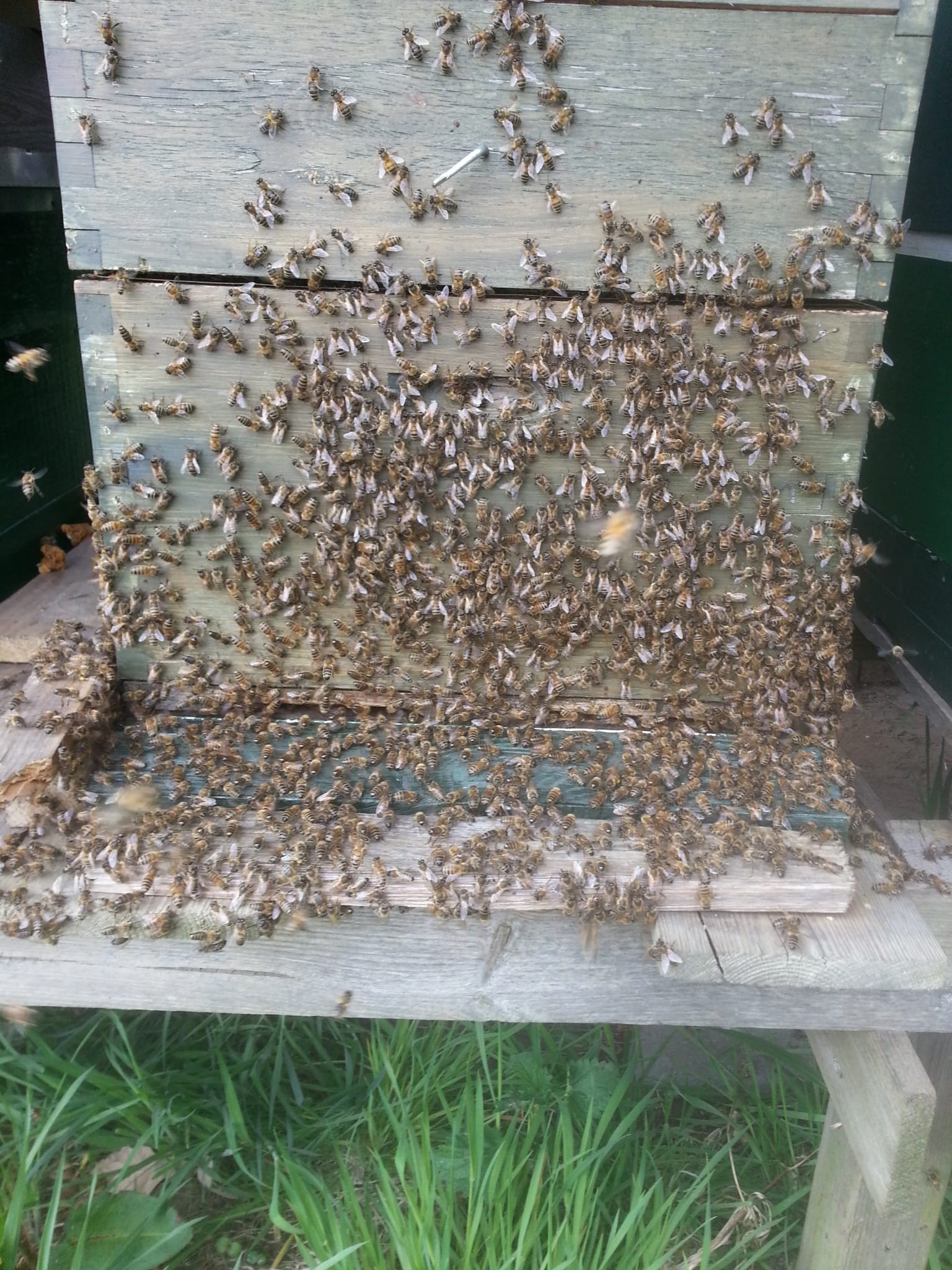 Zwermen bijen verwijderen omgeving Esch