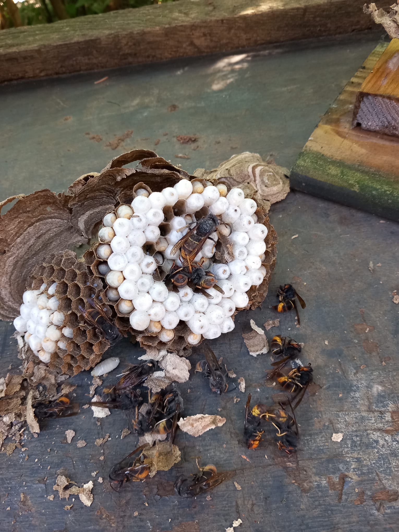 aziatische hoornaar nest